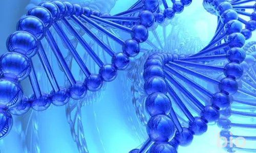 TALENs: Principles and Applications in Genome Editing